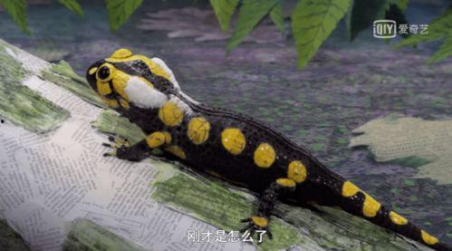 国产火蜥蜴测评视频在线观看,性能解析与实战体验深度剖析