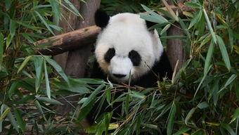 国产大熊猫绘画视频,大熊猫绘画视频中的灵动瞬间